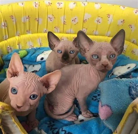 Sphynx Hairless Sphynx Kittens Three Litters Available Cats For Sale