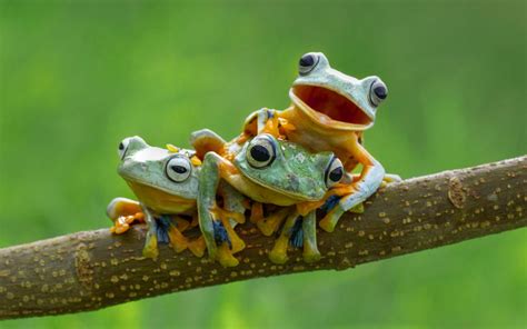 72 Cute Frog Wallpaper