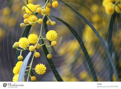 Close Up Of A Branch With Yellow Flowers And Buds Of Mimosa A Royalty