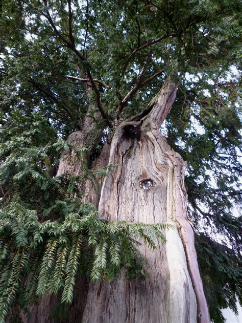 Oldest Trees Najstarsze Drzewa Cis Yew Eibe Taxus Baccata