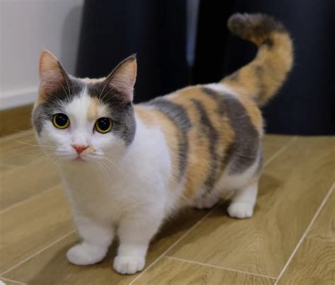 Share on facebook share on twitter share on pinterest save email print. A breed of cat called "munchkin cat" fits perfectly! : aww
