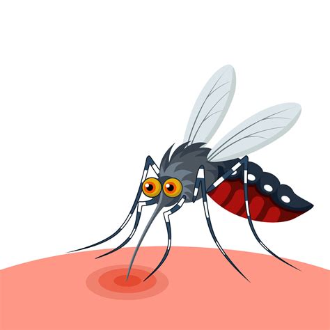 Vector Illustration Of A Mosquito Sucking Blood Isolated On White