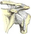 Site of insertion of the subscapularis of the rotator cuff. anatomic neck of humerus