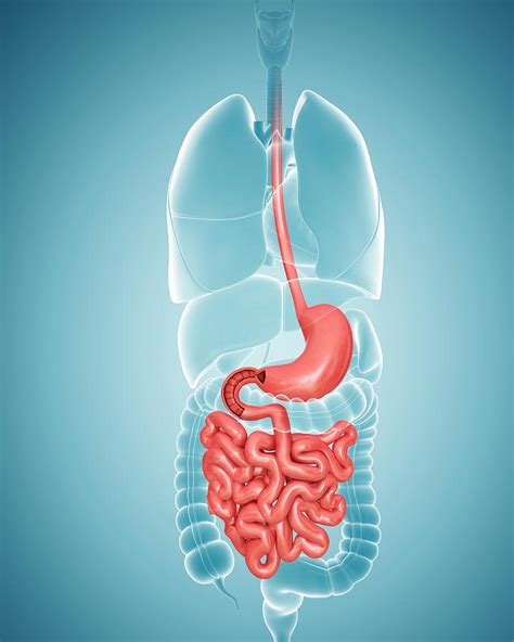 Human Digestive System Photograph By Pixologicstudio