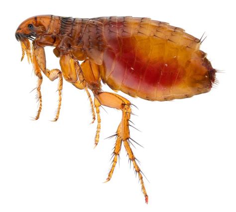 Can Fleas Live On Humans Can I Get Fleas From My Pet