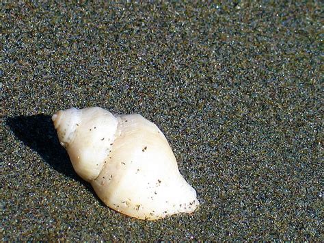 Seashell On The Seashore Photograph By Arabella Marie Fine Art America
