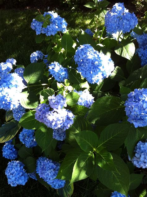 Hydrangea In Blue Hydrangea Plants Blue