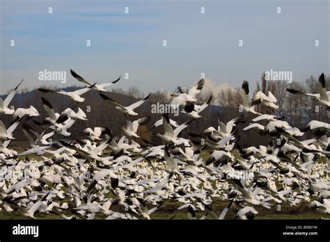 Snow Geese Fir Island Conway Skagit Valley Washington With Mount