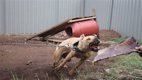 Qld Dog Fighting Inside Cruel World Of Animal Fight Clubs The
