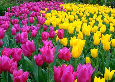 Kumpulan sketsa gambar bunga tulip1. CARA-CARA MENANAM POKOK BUNGA TULIP - MyAgri.com.myMyAgri ...