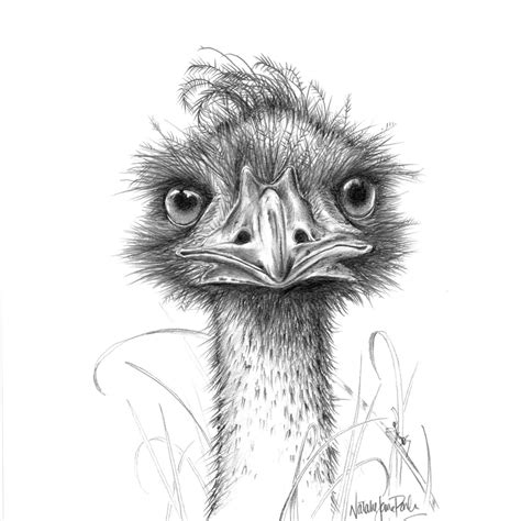 Download emu images and photos. Keen Eyes - Emu Pencil Drawing