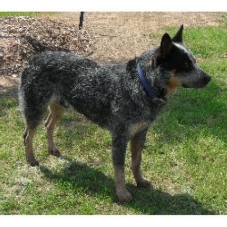 J A T Texas Heelers, Australian Shepherd Dog Breeder in ...