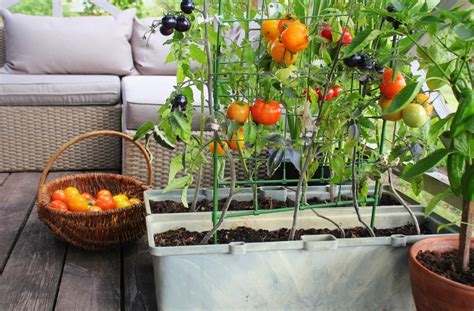 Container Gardening For Beginners Jung Seeds Gardening Blog