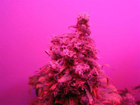 Designed and developed by lighthouse hydro, one of the foremost experts in. Compare Different Grow Lights | Grow Weed Easy