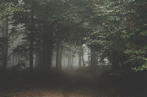 Free Images Tree Nature Forest Path Pathway Branch Fog Mist