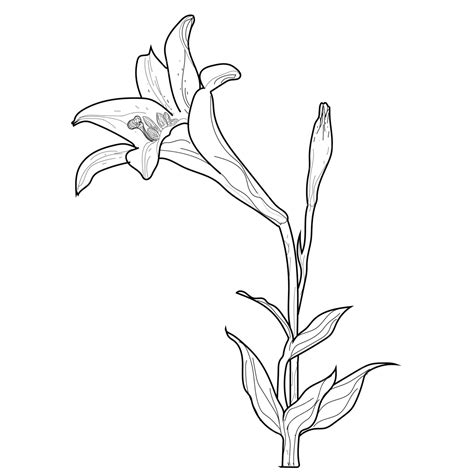 Black And White Line Lily Original Hand Painting Hand Drawing Lily