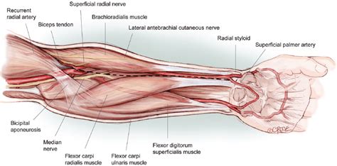 Arterial Structureradial And Ulnarradial Ranzcrpart1 Wiki Fandom