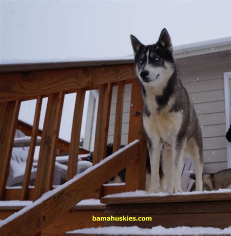 Grey And White Siberian Husky Archives Husky Videos And Pictures