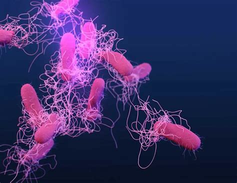 Salmonella ¿que Es Y Que Bacteria La Produce