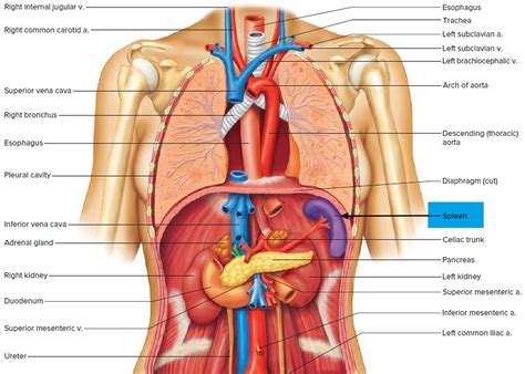 The liver is affected in certain cases (rheumatic hepatitis). Diagram Of Spleen Location . Diagram Of Spleen Location ...