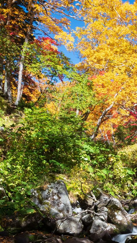 Beautiful Colorful Autumn Trees Bushes Scenery Under Blue Sky 4k Hd