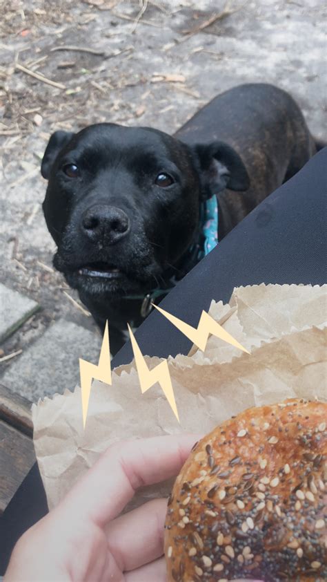 Rescue Pittie Screams At Strangers To Share Their Food Food Rescue Pittie Embarrasses Dad By