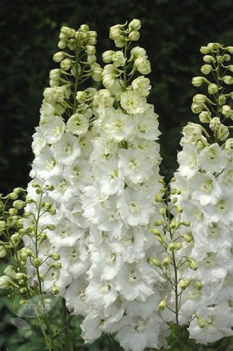 White Delphinium Seeds Perennial Garden Flower Flowres Bloom Etsy