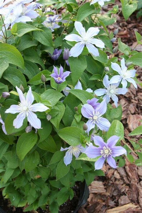 Prune hard in early spring. Clematis Arabella | Buy Direct | Exclusive Flower