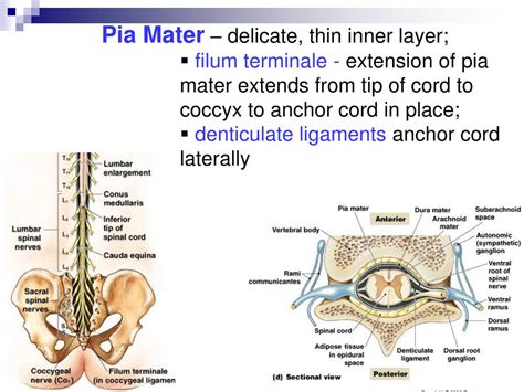 Ppt The Nervous System Spinal Cord And Spinal Nerves