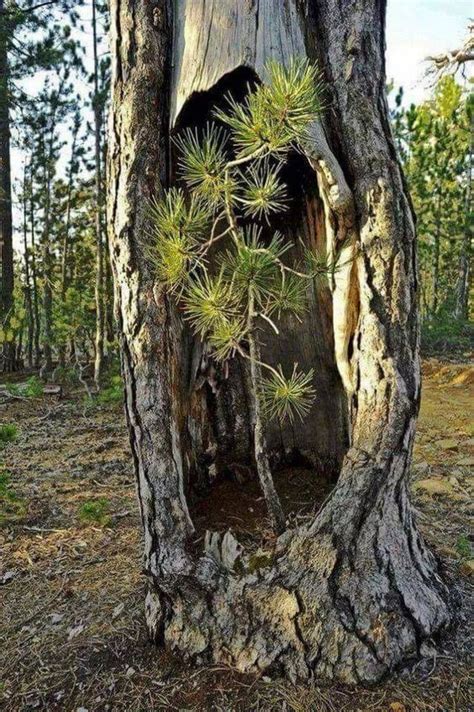 Amazing Mother Nature♥️ Photographe Nature Arbres étranges