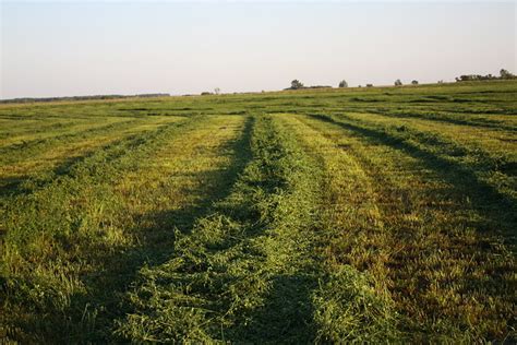 Freshly Cut Alfalfa Field Flickr Photo Sharing