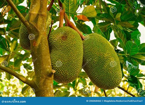 Artocarpus Altilis Breadfruit Flowering Tree With The Maturely Fruits