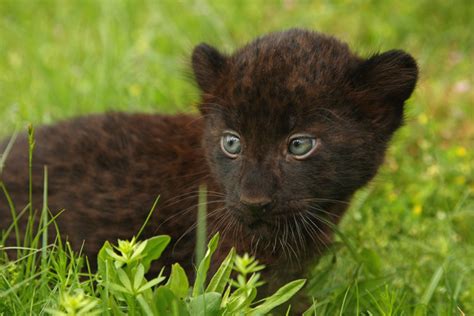 Newborn Panther Cubs Tierpark Berlin A