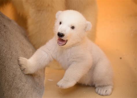 Polar Bear Cub Ventures Out Of Birth Cave For First Time Nbc News