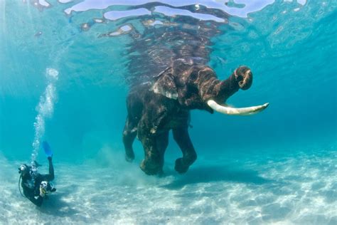 Take A Dip Into World Elephant Day With Rajan Underwater360