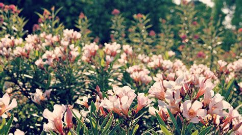 Free Images Nature Grass Blossom White Lawn Meadow Petal Bloom