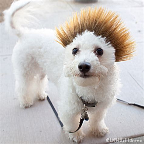 Hair gels also may contain methylchloroisothiazolinone, a preservative that prevents. Dog Wig / Cat Wig: Cushzilla Ombre Spiked Bro Wig for Dogs ...