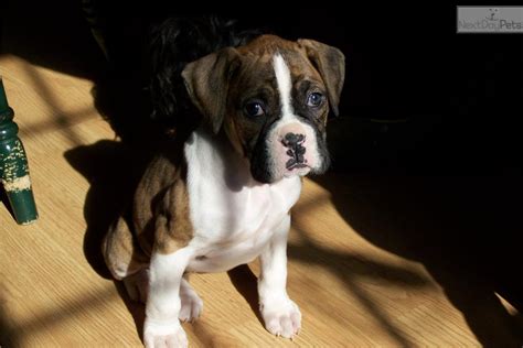 Brindle Boxer Hi Res Inventory Pictures And Images