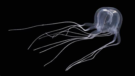 Watch Hong Kong Researchers Discover Box Jellyfish With 24 Eyes