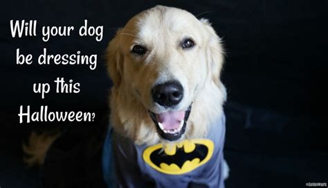Will Your Dog Be Dressing Up This Halloween Golden Woofs