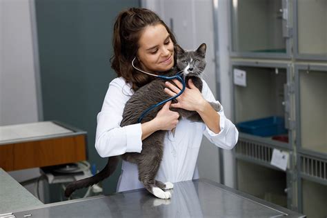 Internal Medicine The Cat Care Clinic Veterinary Services Orange Ca