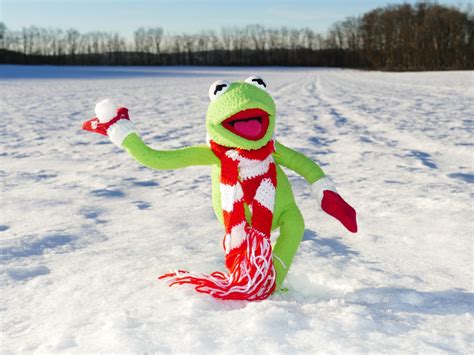 Kermit Frog Snow Ball Throw Snow Winter Cold Fun 4k Hd Wallpaper