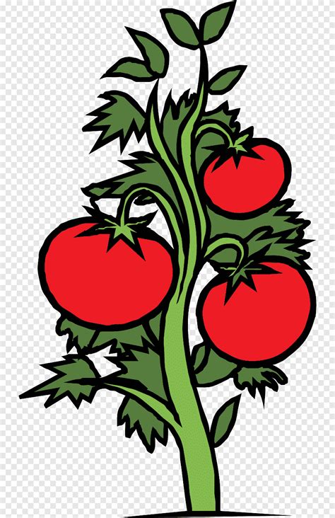 Mewarnai Gambar Pohon Tomat