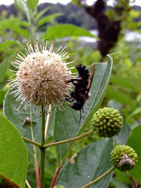 Cephalanthus Occidentalis Buttonbush Fritz Flohr Reynolds Flickr