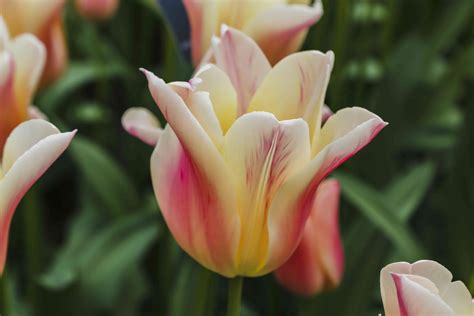 14 Types Of Tulips For Your Garden