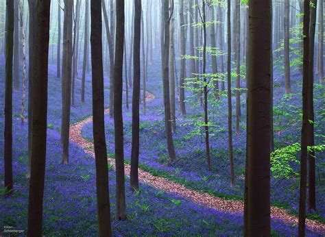 What Are The Most Beautiful And Mysterious Forests In The World