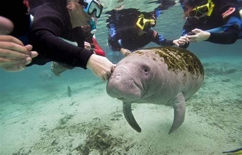 Look But Dont Touch Tourists Rub Florida Manatees Whether They Like