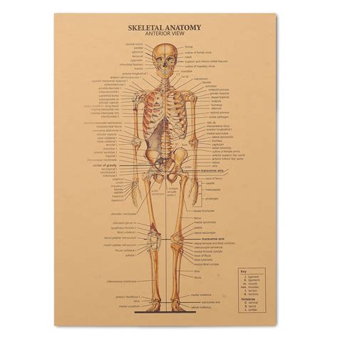 Buy Vintage Skeletal Anatomy Anterior View 14 X 20 Inch Unframed Human