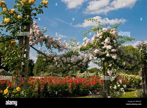 London Regents Park Queen Marys Gardens Roses Stock Photo Alamy