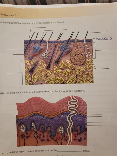Integumentary System Skin Layers